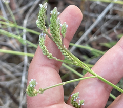 Verbena sphaerocarpa