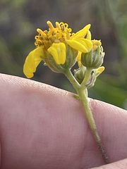 Bahiopsis chenopodina