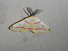 Phoenicocampa rubrifasciata