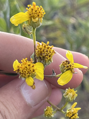Bahiopsis chenopodina