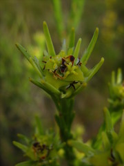 Leucadendron corymbosum