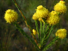 Leucadendron corymbosum