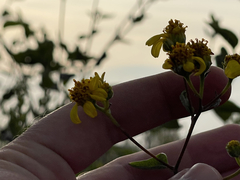 Bahiopsis chenopodina