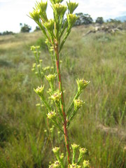 Leucadendron corymbosum