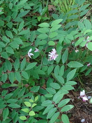 Indigofera kirilowii