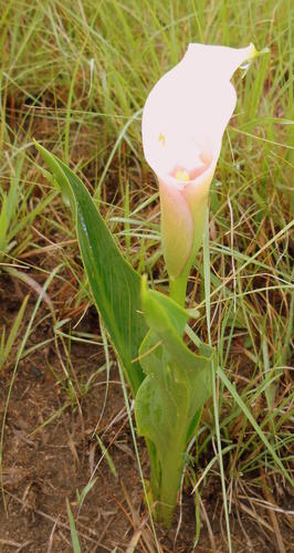 Zantedeschia rehmannii