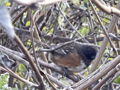 Pipilo maculatus socorroensis