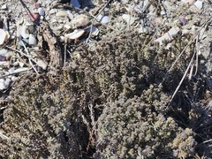 Chenolea diffusa