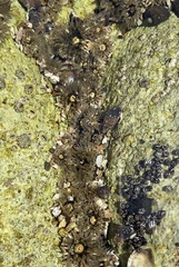 Anthopleura mariscali