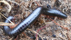 Orthoporoides