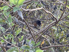 Pipilo maculatus socorroensis