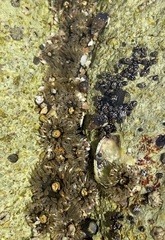 Anthopleura mariscali