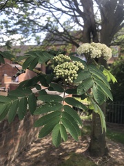 Sorbus aucuparia
