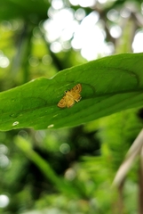 Cataclysta angulata