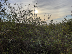 Bahiopsis chenopodina