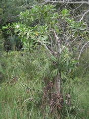 Voacanga thouarsii