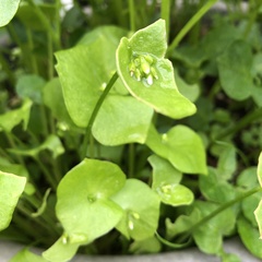 Claytonia perfoliata