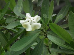 Voacanga thouarsii