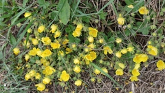 Potentilla incana