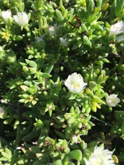 Delosperma uncinatum