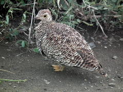 Pterocles bicinctus multicolor