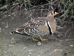 Pterocles bicinctus multicolor
