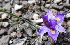 Moraea alpina