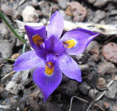 Moraea alpina