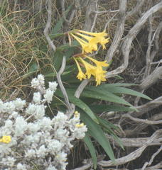 Cyrtanthus flanaganii