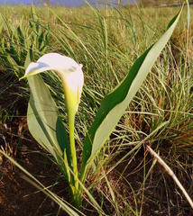 Zantedeschia albomaculata