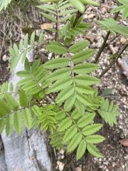 Sorbus aucuparia