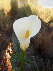 Zantedeschia albomaculata