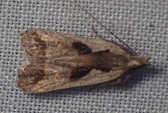 Dichomeris setosella