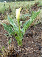 Zantedeschia albomaculata