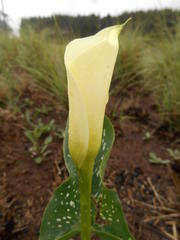 Zantedeschia albomaculata