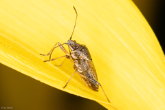 Heteroptera