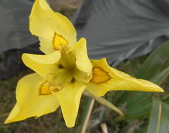 Moraea huttonii