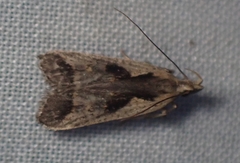 Dichomeris setosella