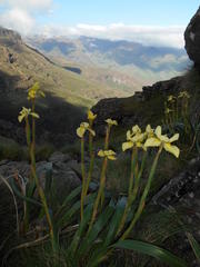 Moraea huttonii