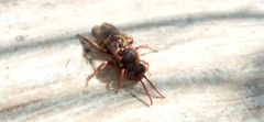 Nomada marshamella