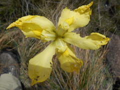 Moraea huttonii
