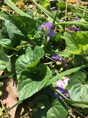 Viola sororia