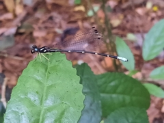 Sinosticta ogatai