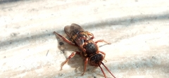 Nomada marshamella