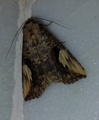 Pseudosphetta fissisigna