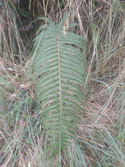 Polystichum montevidense