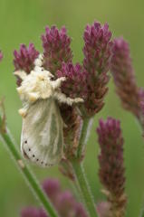 Coenobasis