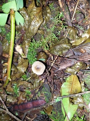 Fungi