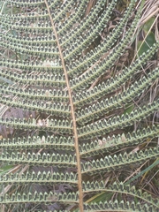 Polystichum montevidense