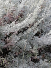 Artemisia arborescens